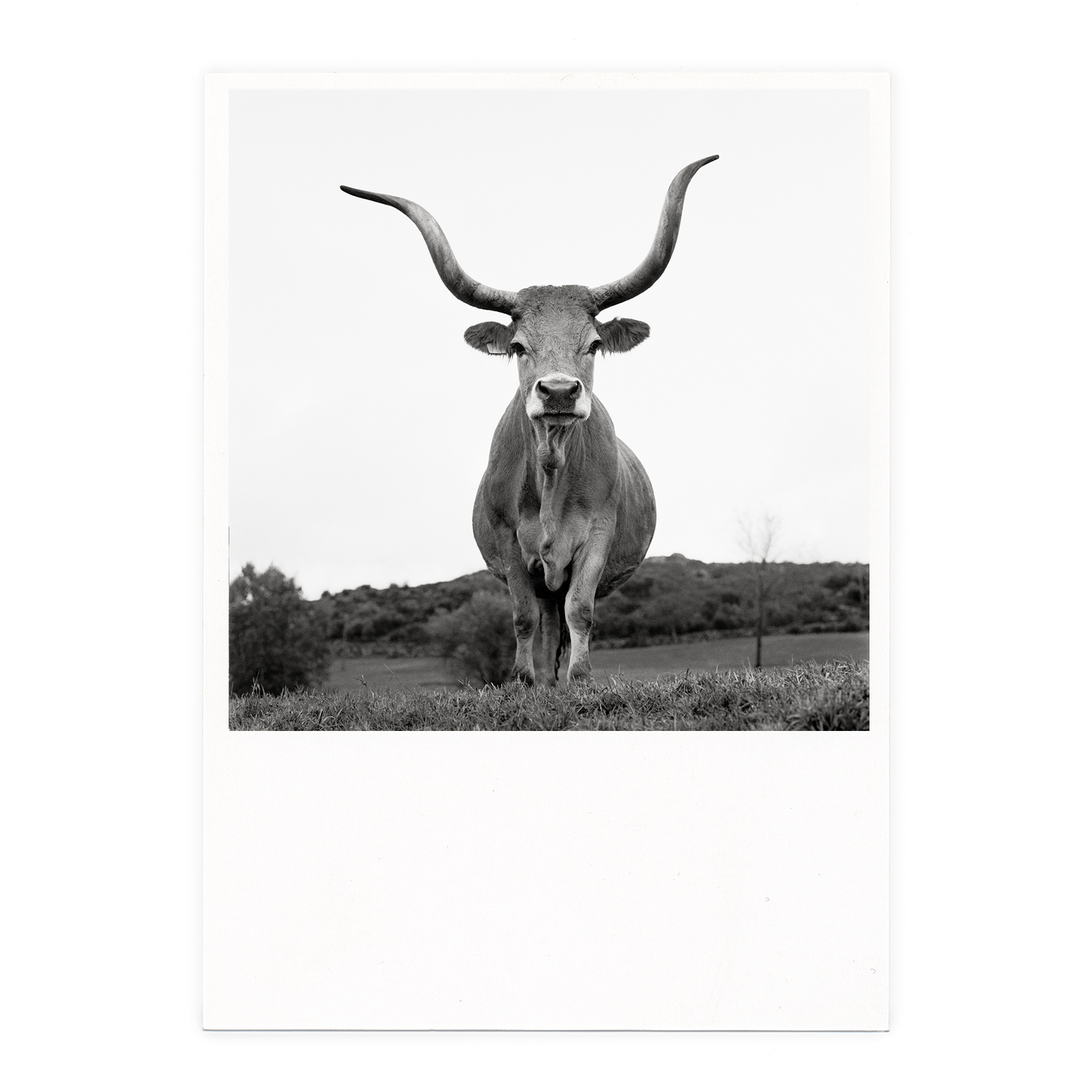 Kuh mit langen Hörnern auf einer Wiese, Postkartenserie »All Ladies«, Fotografie Ursula Böhmer