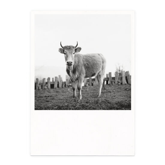 Kuh auf einer Wiese, Postkartenserie »All Ladies«, Fotografie Ursula Böhmer