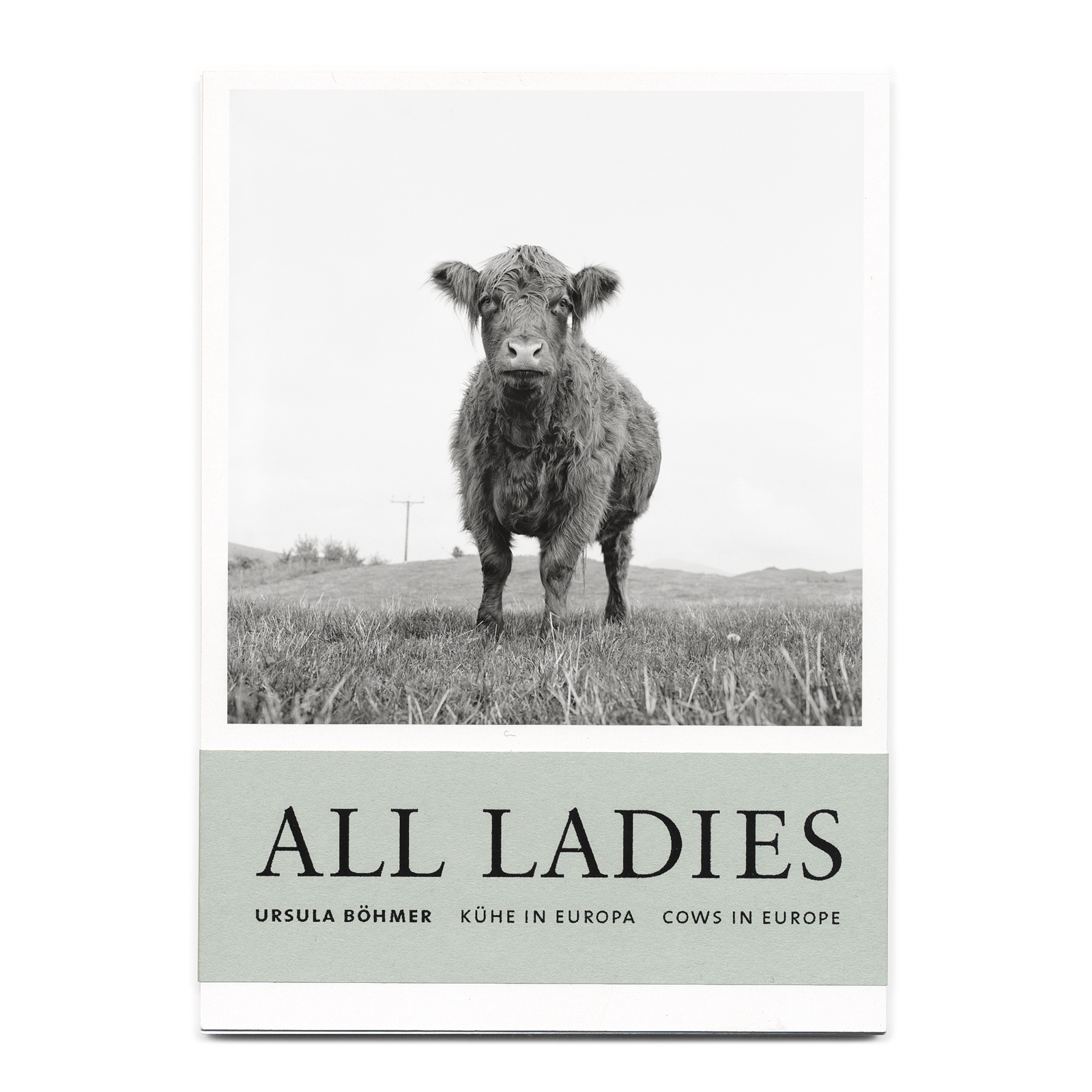Kuh auf einer Wiese, Postkartenserie »All Ladies«, Fotografie Ursula Böhmer